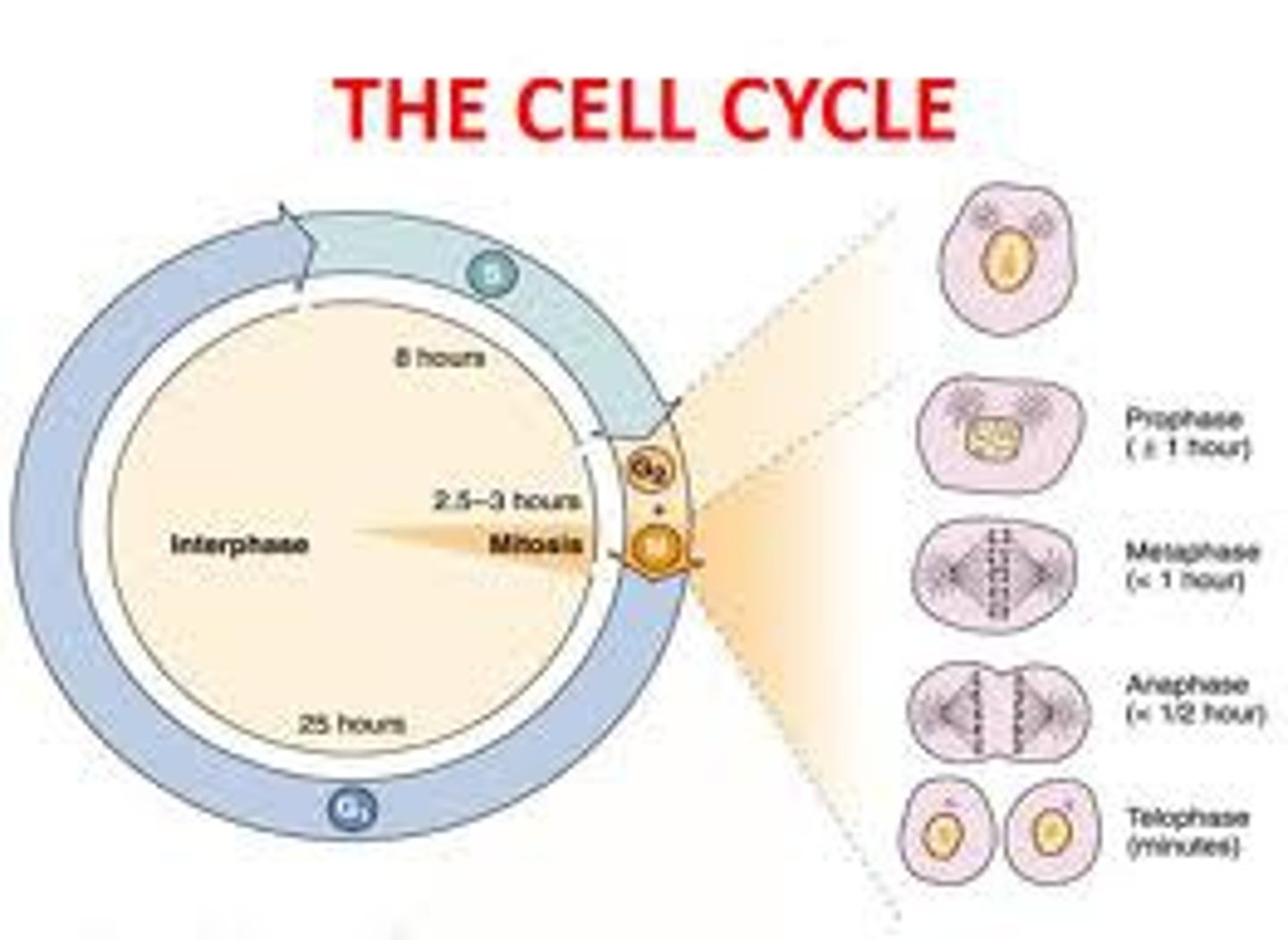 <p>The two main parts are interphase and cell division (Cell Division = Mitosis + Cytokinesis)</p>