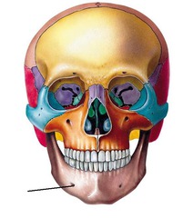 <p>hole in mandible</p>