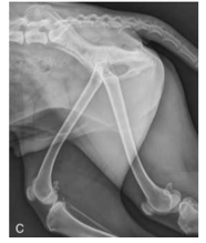 <p>A major disadvantage of using digital radiography systems is exposure creep </p>