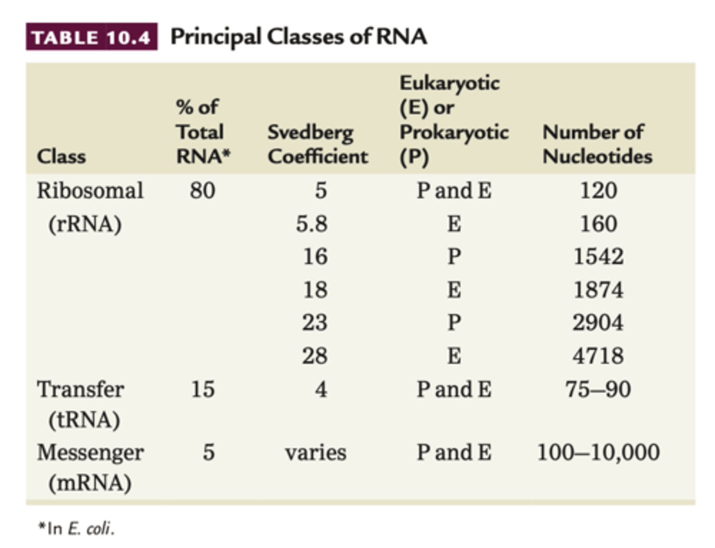 <p>RNA can fold back on itself to make double stranded regions of complementary bp</p><p>- some animal viruses w RNA have double stranded helices (can regulate gene expression in eukaryotic)</p><p>3 major RNA</p><p>- rRNA</p><p>-mRNA</p><p>- tRNA</p><p>Svedberg coefficient (S)</p><p>- sedimentation behavior depends on molecules density, mass and shape, called this</p><p>- high value = high molecular weight</p>