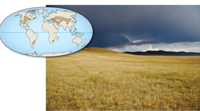 <p>Grassland</p>