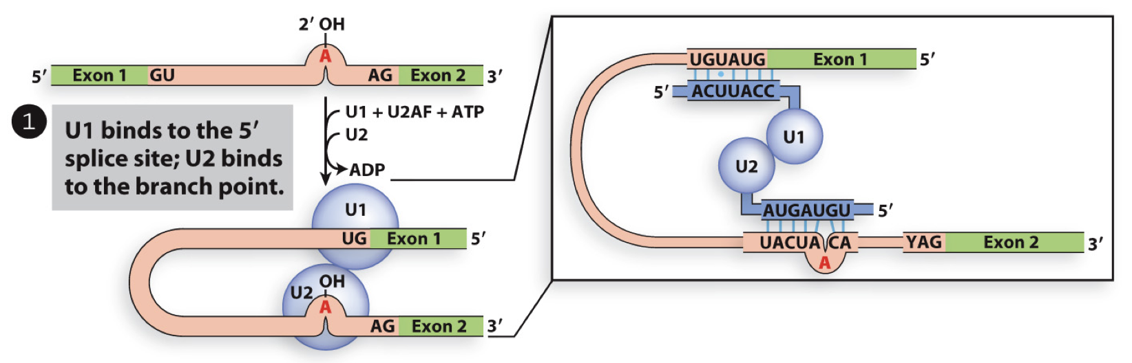<ul><li><p>U1 binds to GU at 5’ splice site and U2AF binds to AG at 3’ site and helps U2 bind to branch point (A)</p></li><li><p>requires energy (ATP hydrolysis)</p></li></ul>