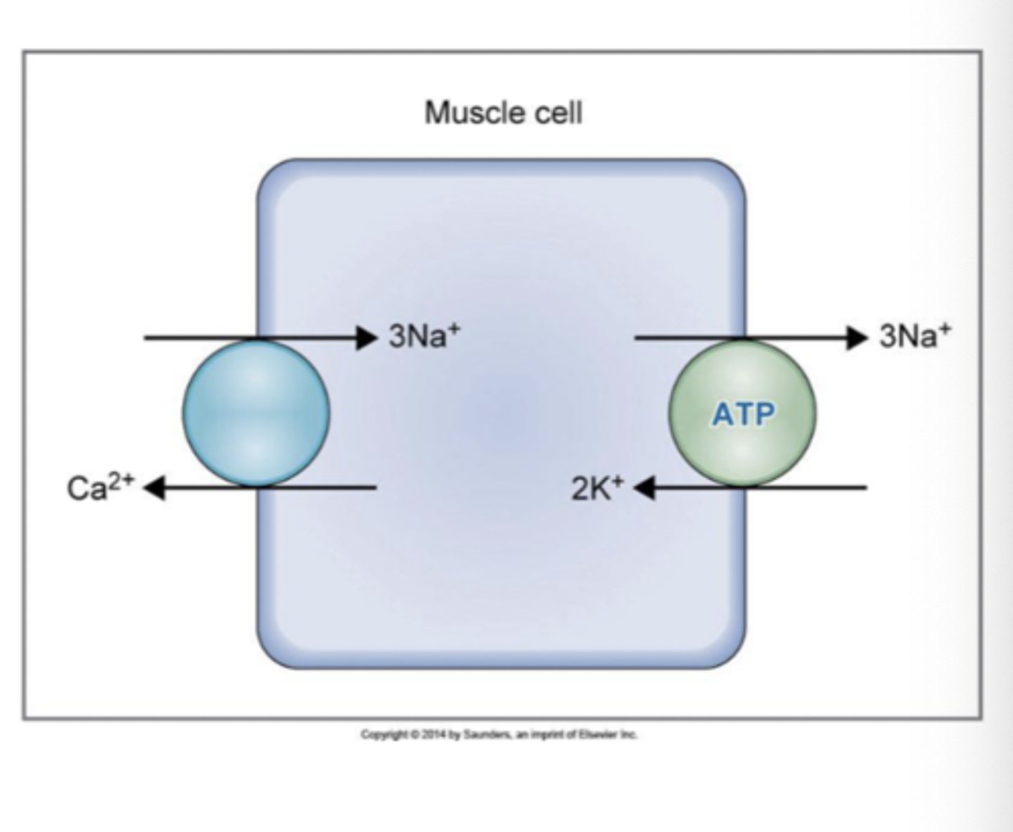 <p>solutes move in opposite directions</p><p>Na+ moves into cell and other solutes move out of cell </p><p>- Ca2+/Na+ exchnage</p><p>- Na+/H+ exchange </p>
