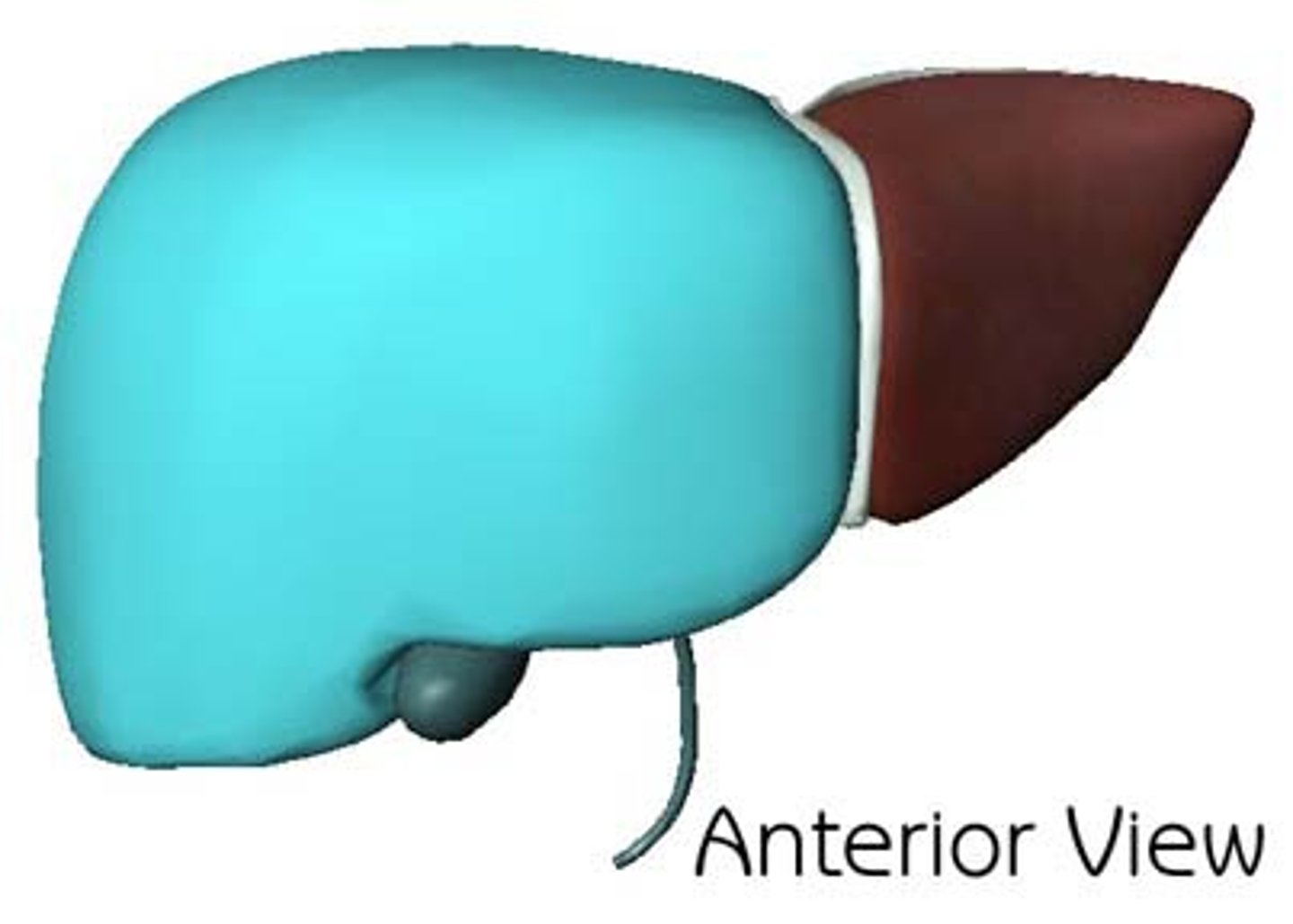<p>The larger lobe of the liver located on the right side.</p>