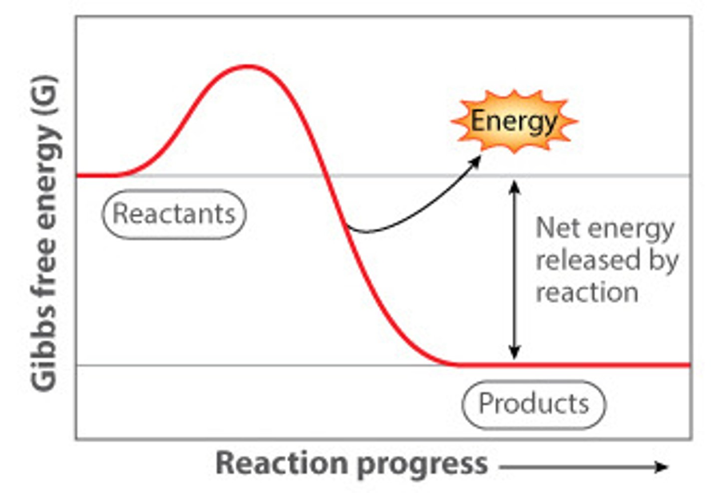 <p>releases energy (think exits), delta G is negative</p>