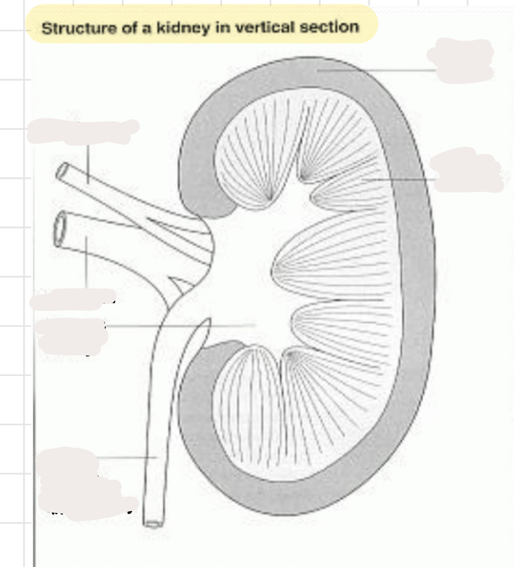 <p>label the kidney!</p>