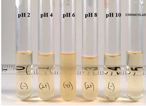 <p>mostly murky around neutral</p>