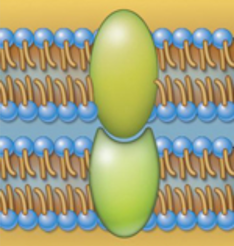 <p>Structure and function</p>