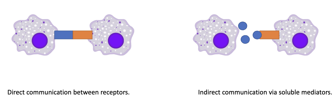 <ol><li><p><strong>Direct communication</strong> – receptor on one cell binds directly to receptor/ligand on another cell</p></li><li><p><strong>Indirect communication</strong> – via <strong>soluble mediators</strong> (e.g., cytokines)</p></li></ol><p></p>