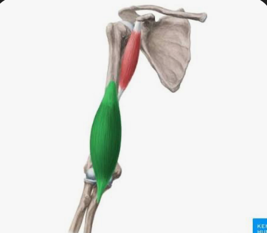 <p>brachialis</p>