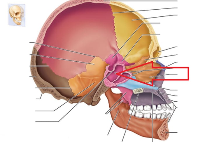 <p>A compound bone that forms the base of the cranium, behind the eye and below the front part of the brain.</p>