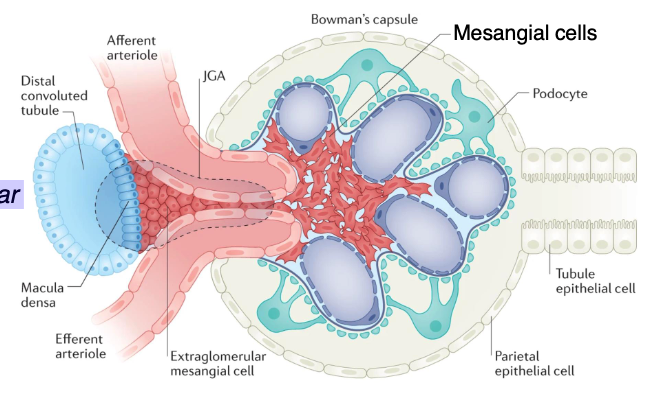 <p>mesangial cells</p>