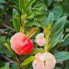 <p><span>Woody, oblong - ovoid, red-brown, sticky, 5-celled capsule 1/2 inch long.</span></p>