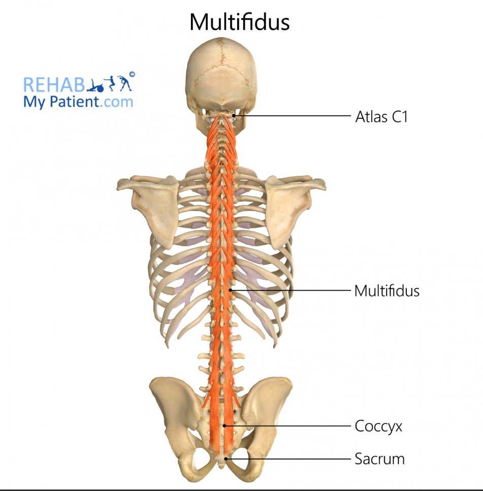 <p>Multifidus (recovery phase)</p>