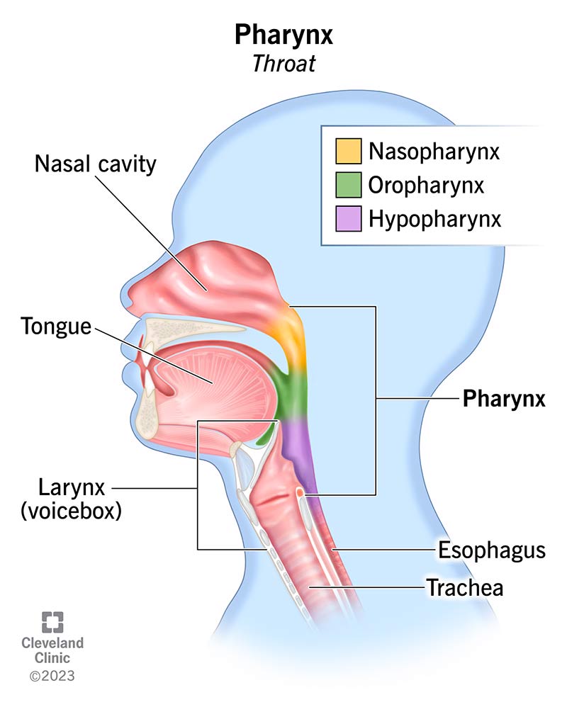 <p>at the back of the mouth and throat, it filters air and is a passageway for air from the nasal cavity to larynx </p>
