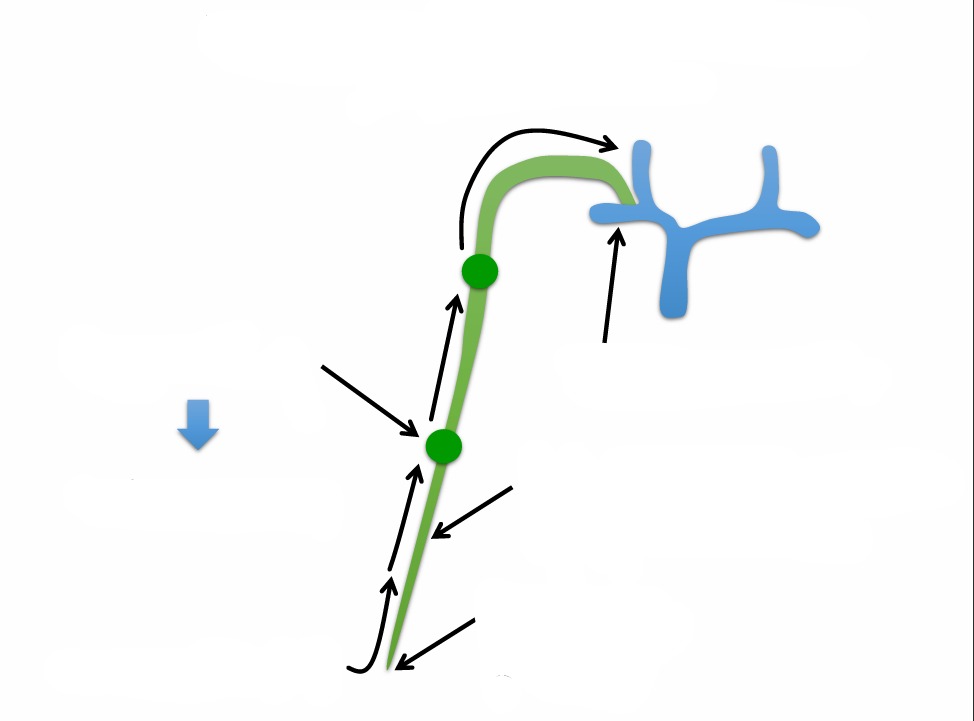 <p>Movement of ‘excess’ interstitial fluid into lymphatics</p>