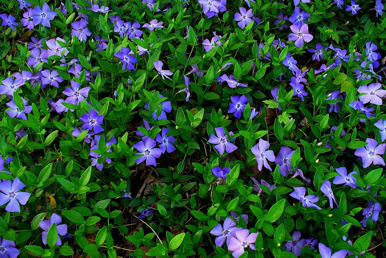 <p><em>Apocynaceae -</em> toješťovité</p><p><em>Vinca minor -</em> barvínek menší</p>