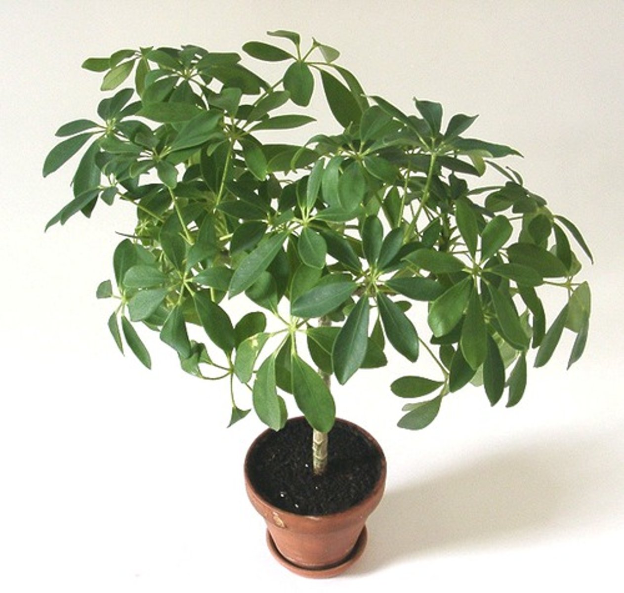<p>Schefflera spp.</p>
