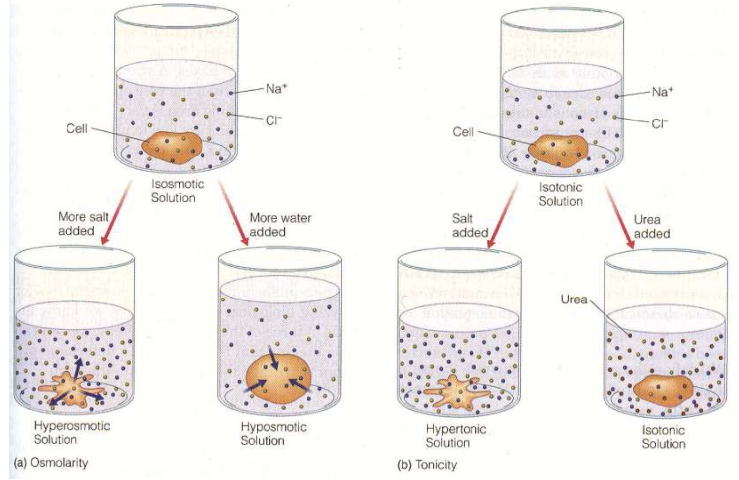 <p>Osmolarity considers the total concentration of <u>penetrating and non-penetrating solutes</u></p><p></p><p>Tonicity relates only to the total concentration of <u>non-penetrating</u> solutes</p>