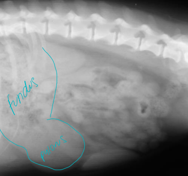 <p>Stomach positional differences  on Radiographs </p>