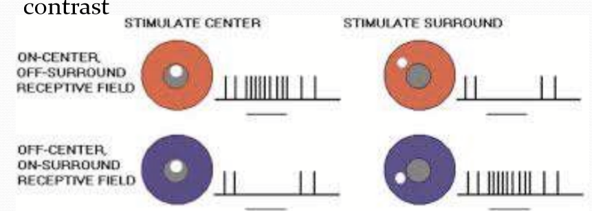 <p>Detection of edges and recognition of contrast.</p>