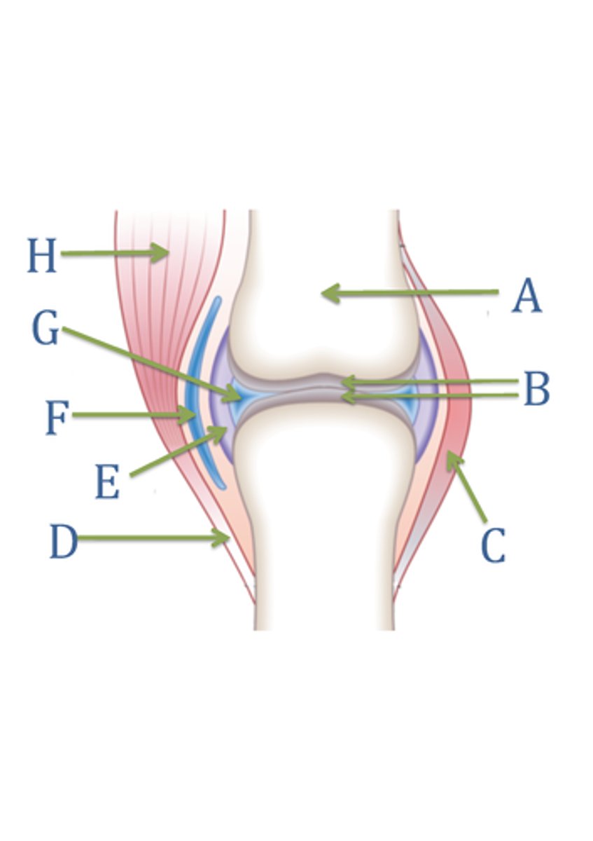 <p>Label G?</p><p>(space between bones at synovial joint; contains synovial fluid produced by the synovial membrane)</p>