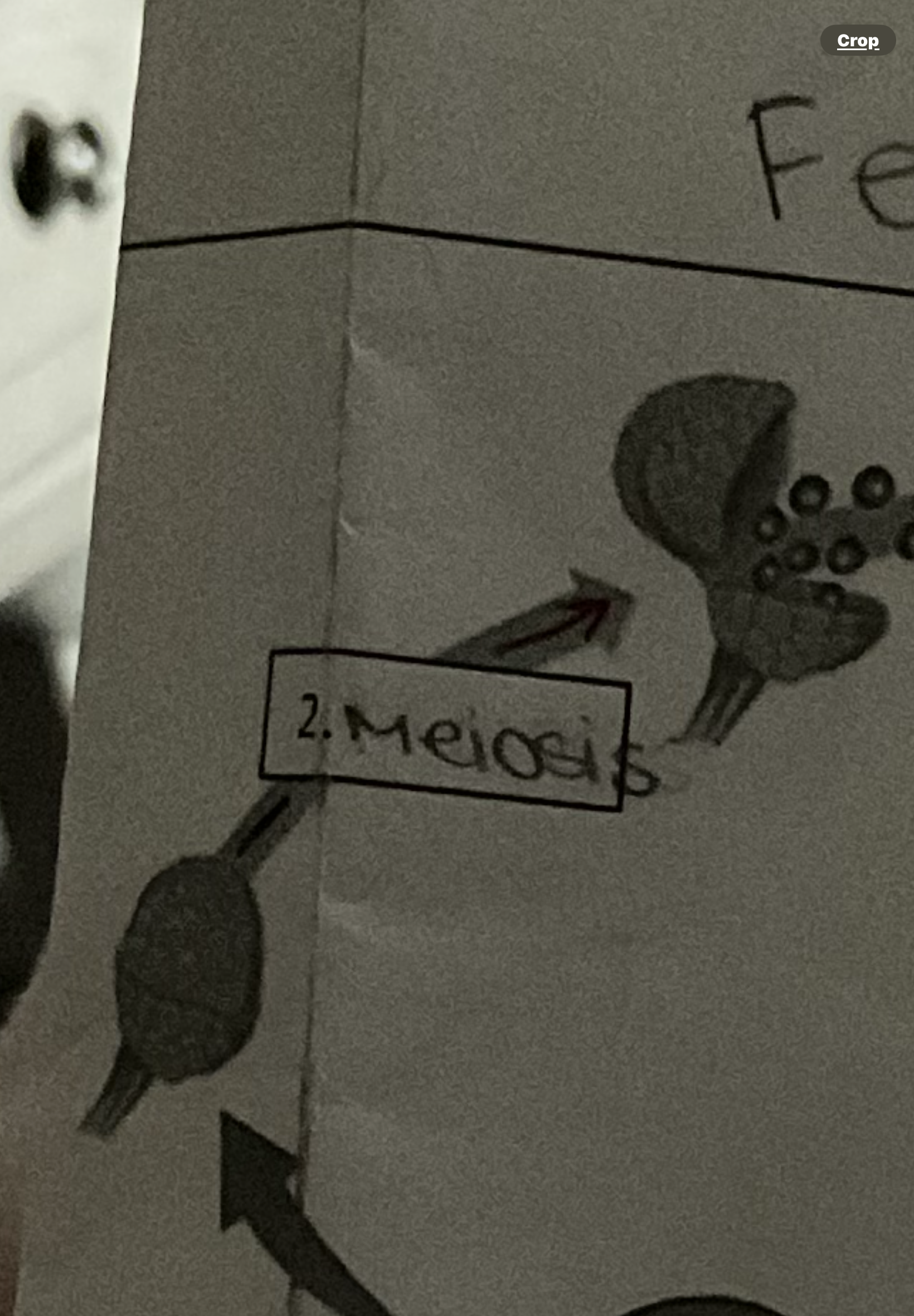 <p>Meiosis (in ferns)</p>