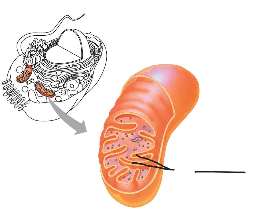 <p>6 Mitochondrion </p>