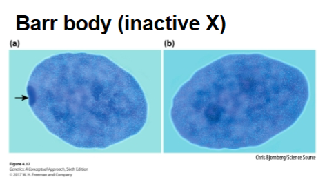 <p>An important mechanism to normalize X gene dosage between females (XX) and males (XY)</p><ul><li><p>Within each female cell, one of the two X chromosomes is randomly inactivated</p></li><li><p>The inactivated X chromosome condenses into a<strong> <mark data-color="yellow" style="background-color: yellow; color: inherit;">Barr body</mark></strong></p></li></ul><p></p><p>Because of X-inactivation, females are hemizygous at the cellular level for X-linked genes</p><ul><li><p>In females that are heterozygous at an X-linked locus, 50% of the cells express one allele and 50% express the other allele — proteins encoded by both alleles are produced, but <u>not within the same cell</u></p></li><li><p>The cells in an individual female are <strong>not identical</strong> with respect to expression of the genes on the X chromosome</p></li><li><p>Females are mosaics for the expression of X-linked genes!</p></li></ul><p></p>