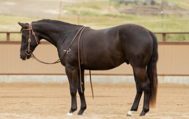 <p>Any horse that is solid black and must have black points on ears, around eyes, muzzle, and flank.</p>