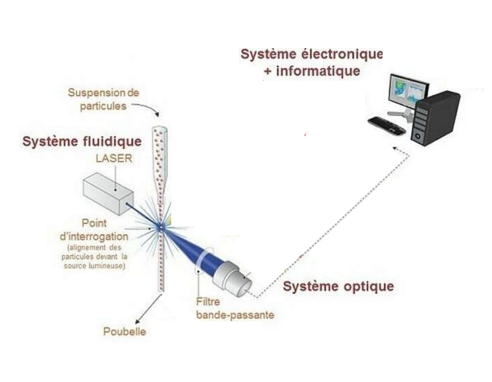 <p>Les cellules, en suspension, passent une à une dans un capillaire devant un laser. Un détecteur mesure la diffusion de la lumière provoquée par chaque cellule pour obtenir des informations sur leur taille, granularité ou contenu intracellulaire.</p>