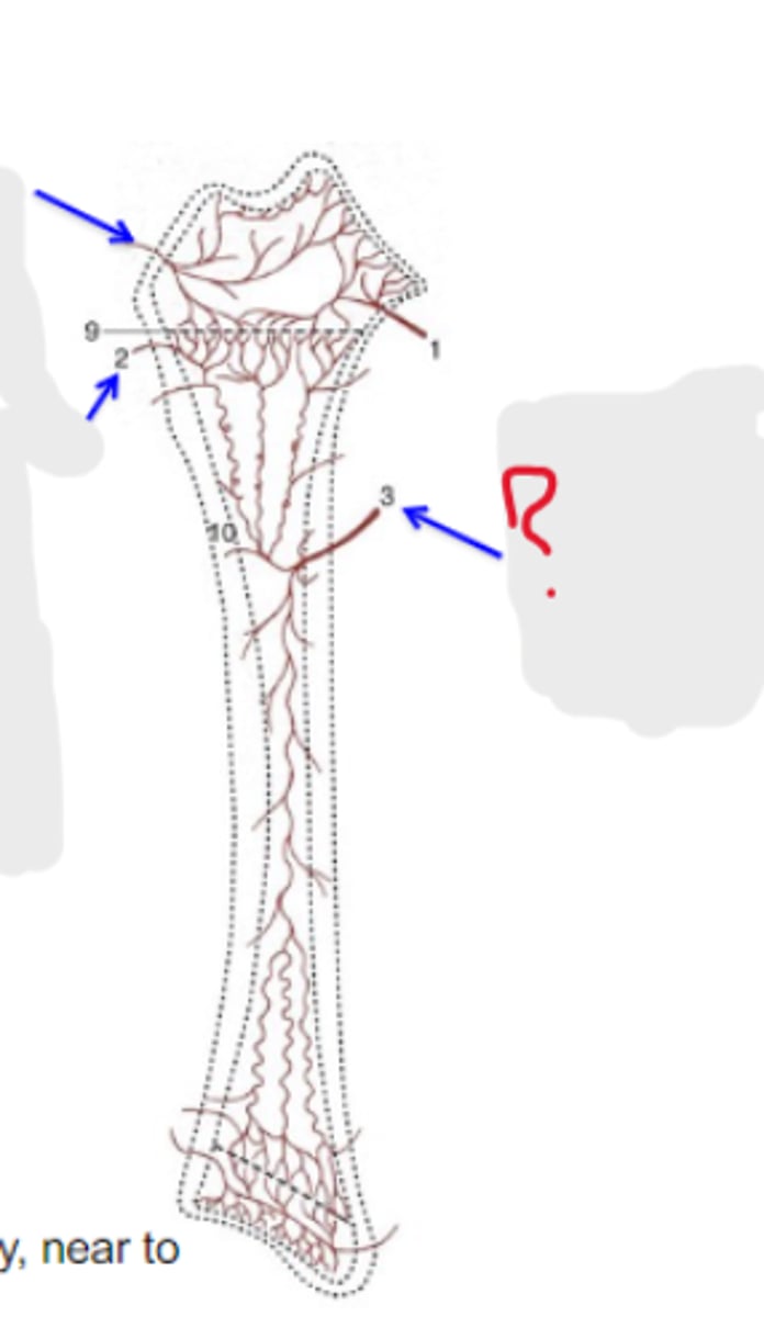<p>Bone blood supply</p><p>Penetrates toward the middle of the diaphysis</p><p>3 multiple choice options</p>