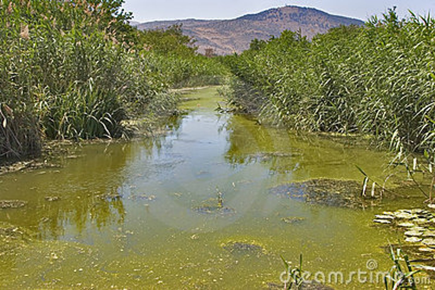 <p>Used on farm crops; runoff into waterways causes algae</p>