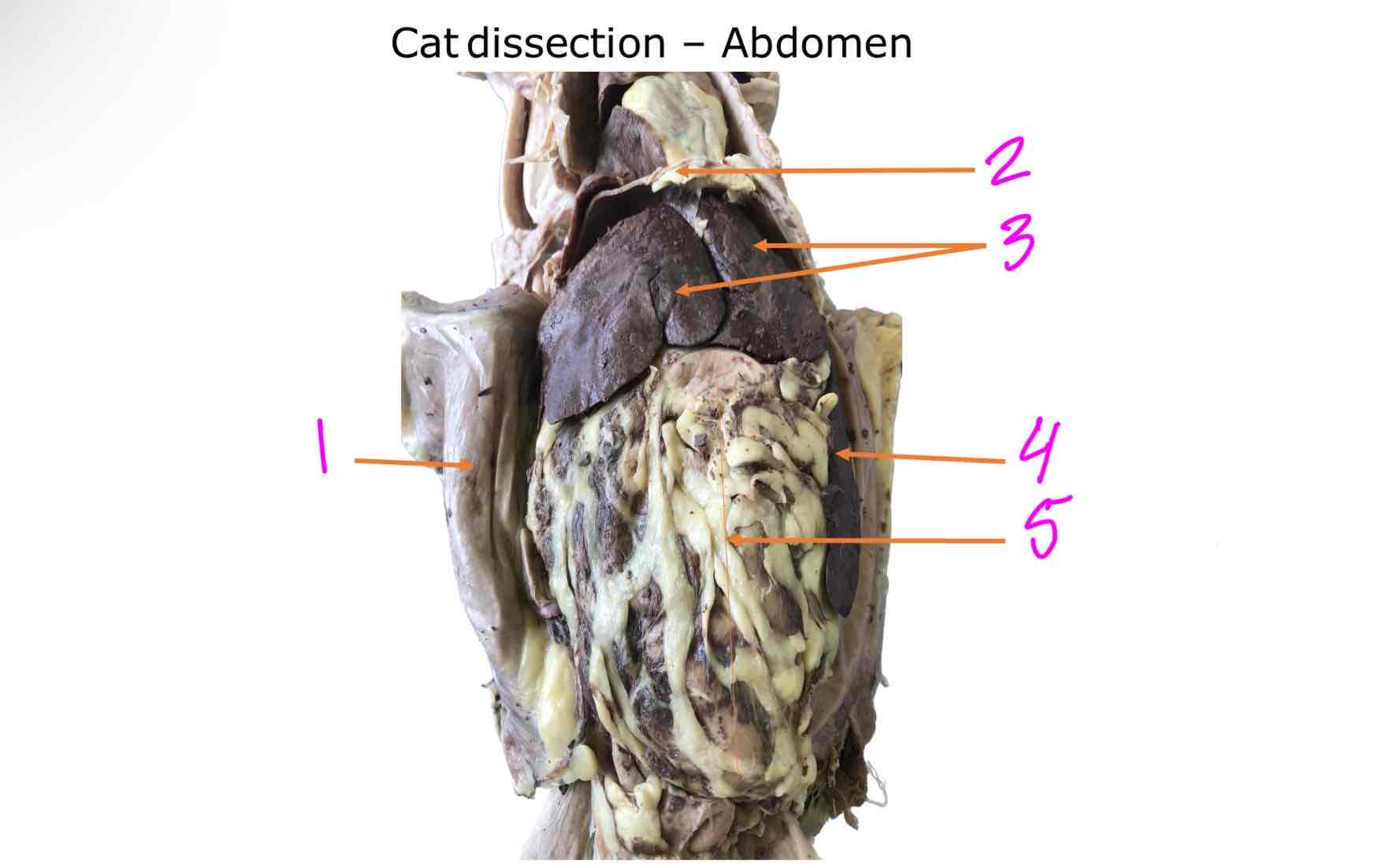 <ol><li><p></p></li><li><p></p></li><li><p></p></li><li><p></p></li><li><p></p></li></ol>
