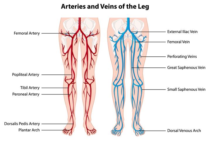<p>is a continuation of the femoral artery</p><p>gives rise to the genicular arteries</p>