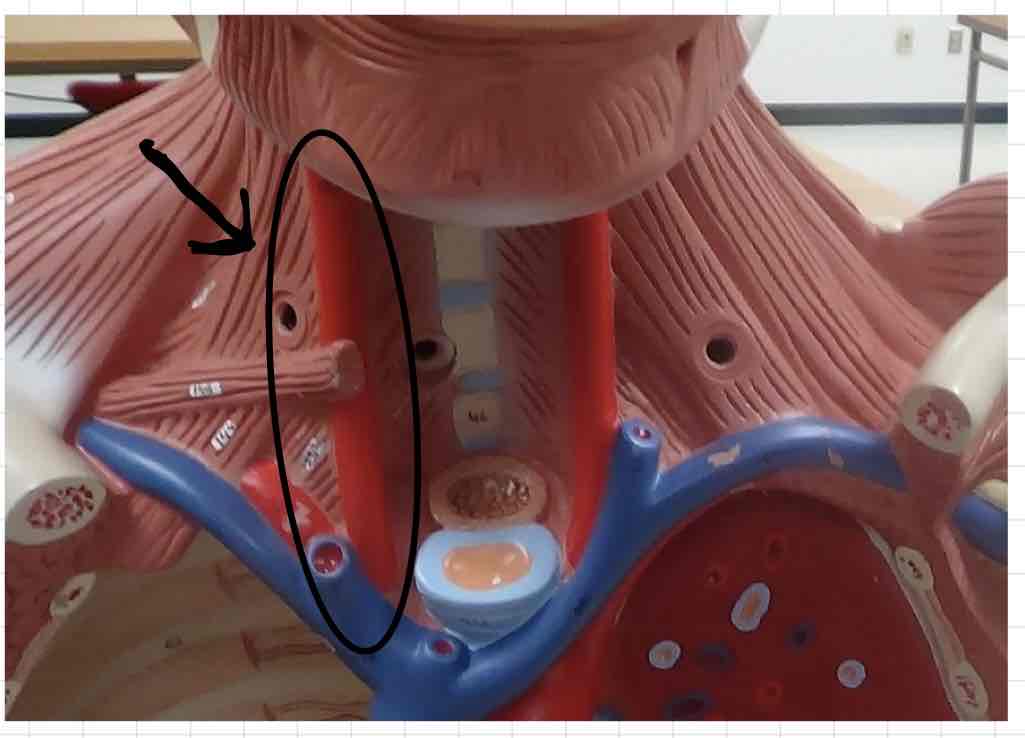 <p>what is this? (torso model)</p>