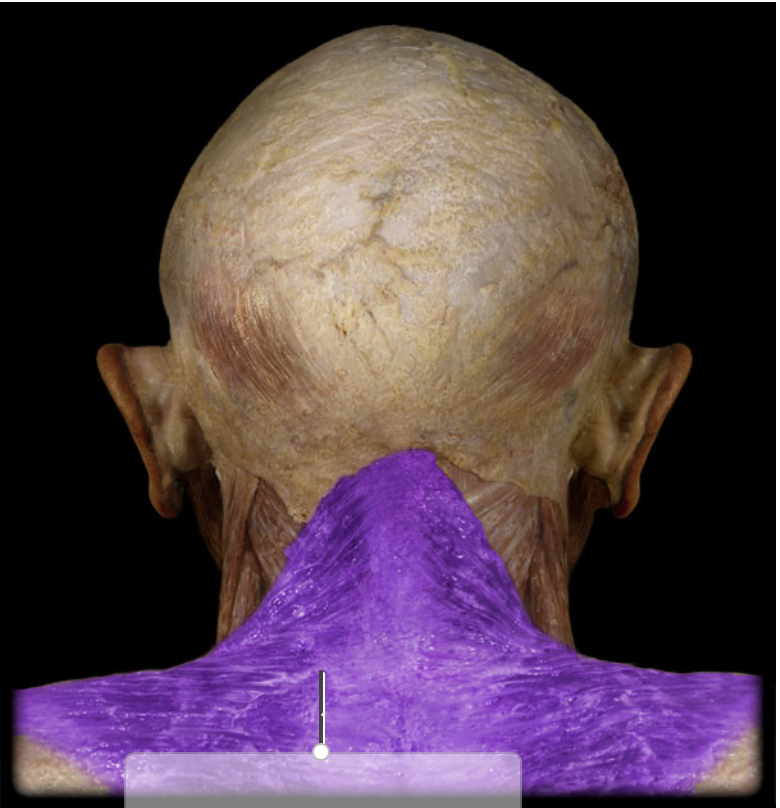 <p>Action of Trapezius</p>