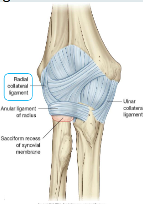 <ul><li><p>From: Lateral epicondyle</p></li><li><p>To: Annular ligament</p></li></ul><p></p>