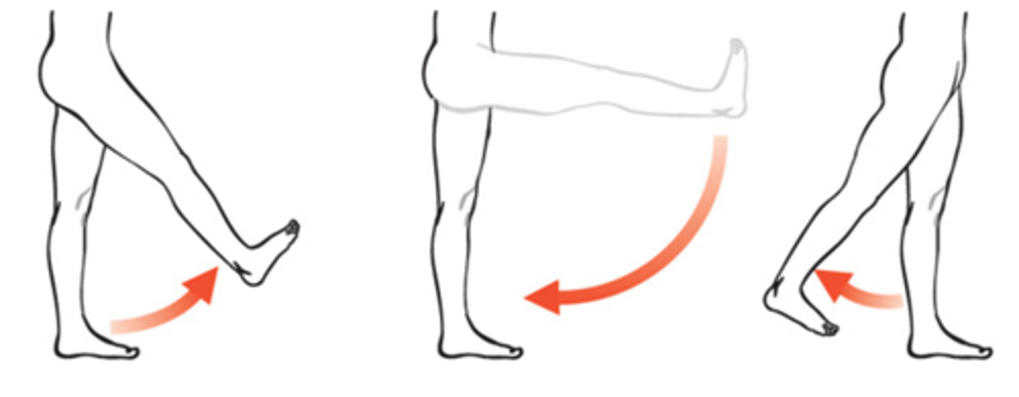 <p>Bending movement forward and backward in the sagittal plane.</p>