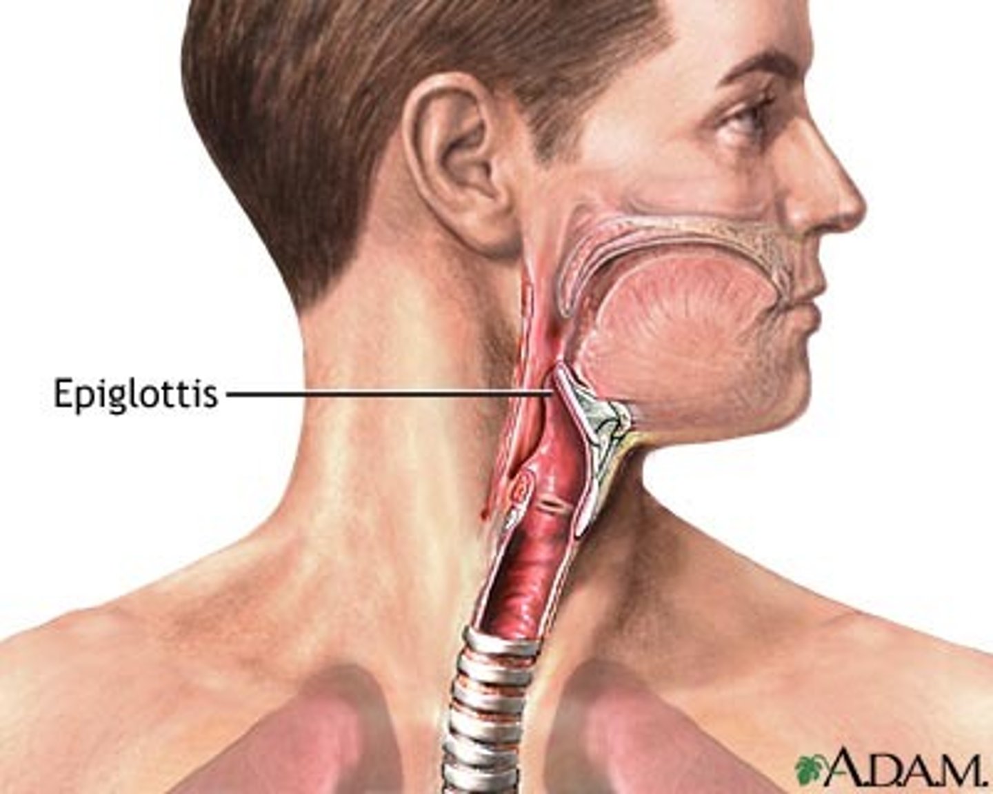 <p>a flap of cartilage at the root of the tongue, which is depressed during swallowing to cover the opening of the windpipe.</p>