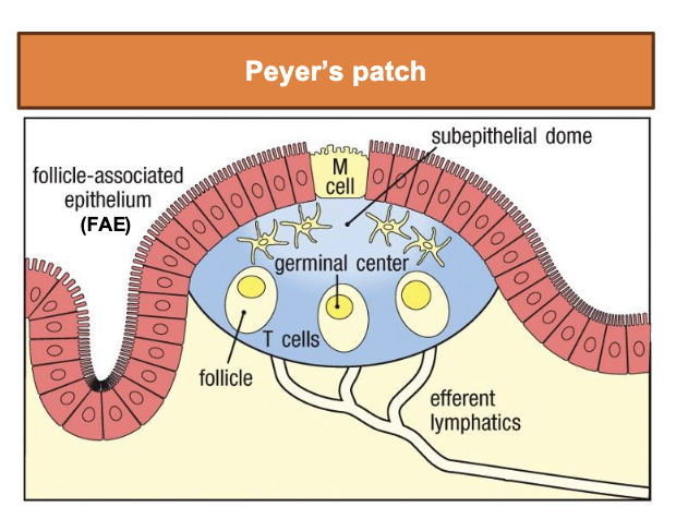 <ul><li><p>M cell: microfold cell - transport ag from lumen </p></li><li><p>FAE (follicle associated epithelium) lack thick mucus → easier to access for ag sampling </p></li><li><p>subepithelial dome rich in DCs and lymphocytes</p></li><li><p>leads to activation of B and T cells in germinal centers</p></li></ul><p></p>