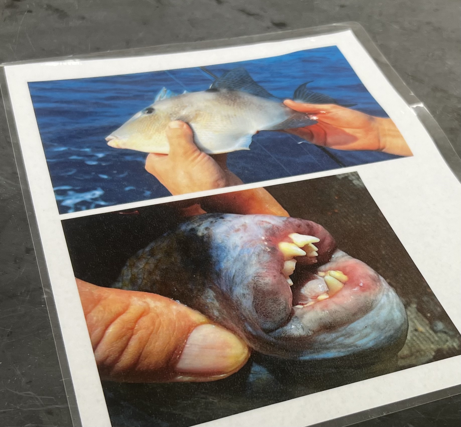 <p>name the superclass, class, order, and common name of this organism</p>