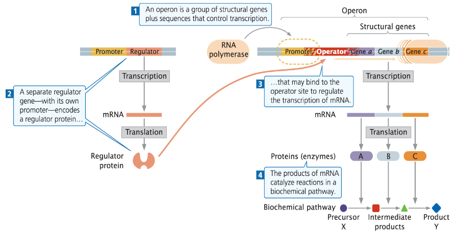 <p>Genes a, b, c are transcribed as a single mRNA<br>Transcription is regulated by a regulator protein, which is a transcription factor<br>Regulator binds to the operator part of the promoter</p><p><strong>Operon Structure</strong><br>āAn operon is a group of structural genes plus sequences that control transcription<br>āA separate regulator gene with its own promoter encodes a regulator protein that may bind the operator site to regulate mRNA transcription</p><p><strong>Function</strong><br>āmRNA is translated into proteins or enzymes<br>āThe products of mRNA catalyze reactions in a biochemical pathway</p>