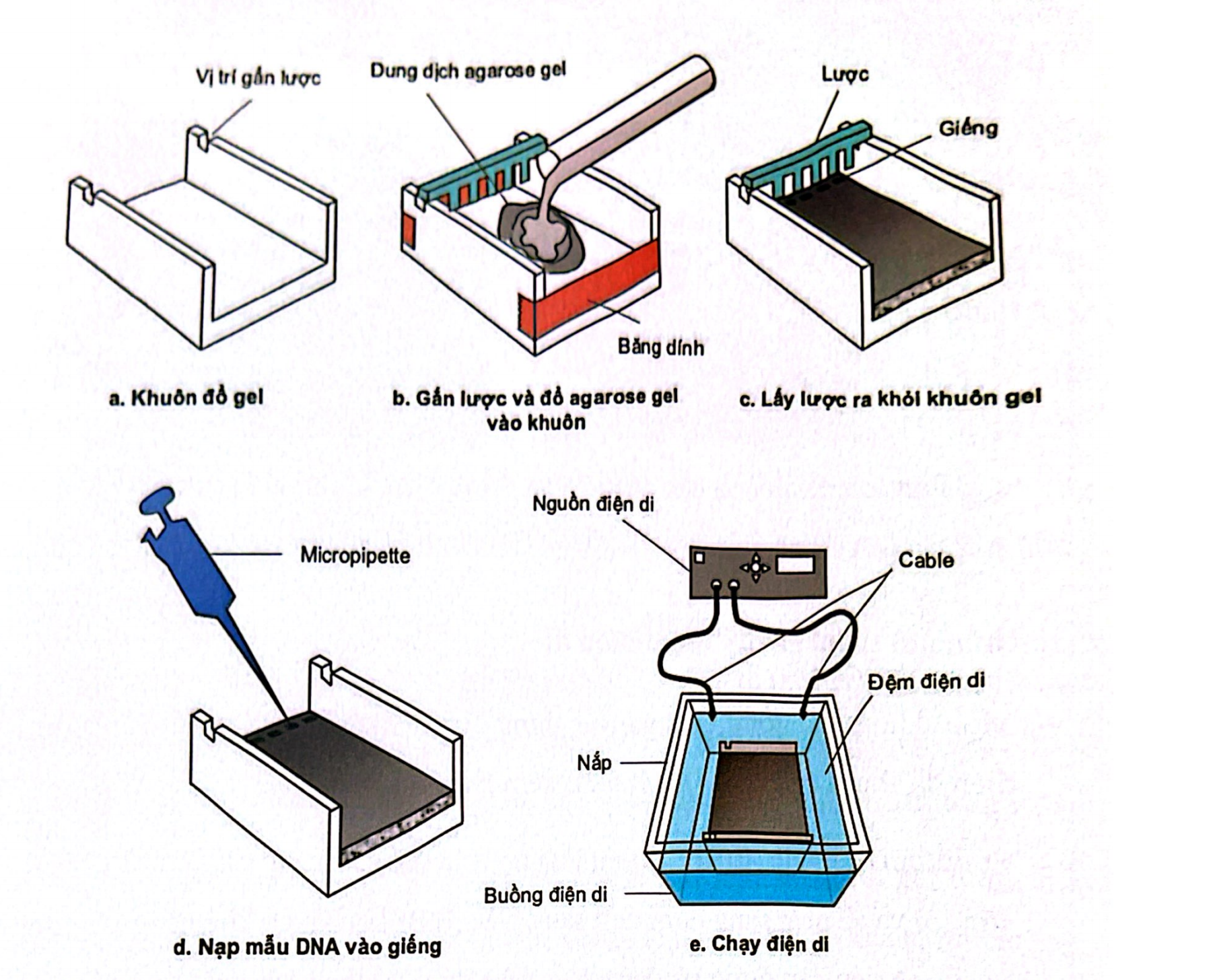 <p>A. 4, 1, 2, 3, 5</p>