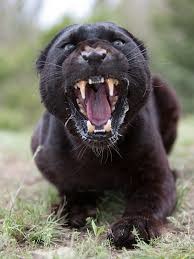 adj. fierce and cruel; aggressive; deadly, destructive; scathingly harsh