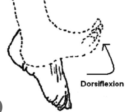 <p>Ankle Dorsi Flexion</p>
