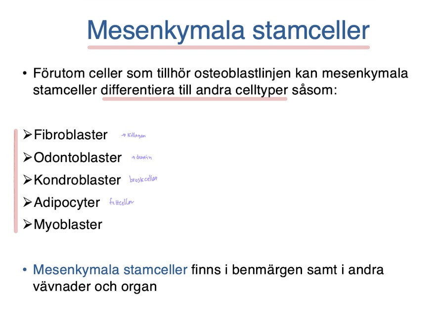 <ul><li><p>fibroblaster (→kollagen)</p></li><li><p>odontoblaster (→ dentin)</p></li><li><p>kondroblaster (broskceller)</p></li><li><p>adipocyter (fettceller)</p></li><li><p>myoblaster (muskler)</p></li></ul><p></p>