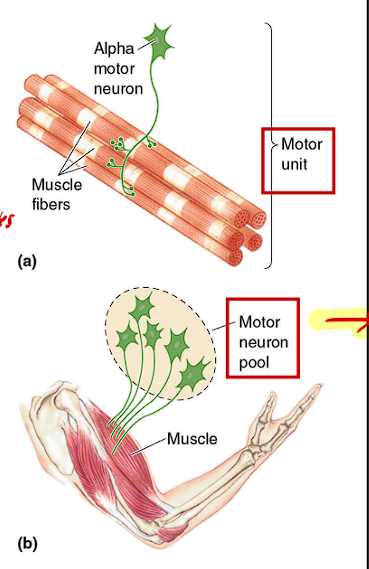 <p>What is a Motor Unit</p>