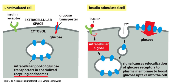 <p>How are glucose transporters regulated?</p><ol><li><p>when there is an - (increase/decrease) in concentration of glucose and insulin in the bloodstream, insulin binds to its -</p></li><li><p>budding of transport vesicles from -</p></li><li><p>delivers - back to the PM </p></li><li><p>increases - uptake</p></li></ol>