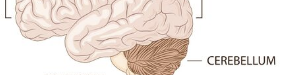 <p>Cerebellum </p>